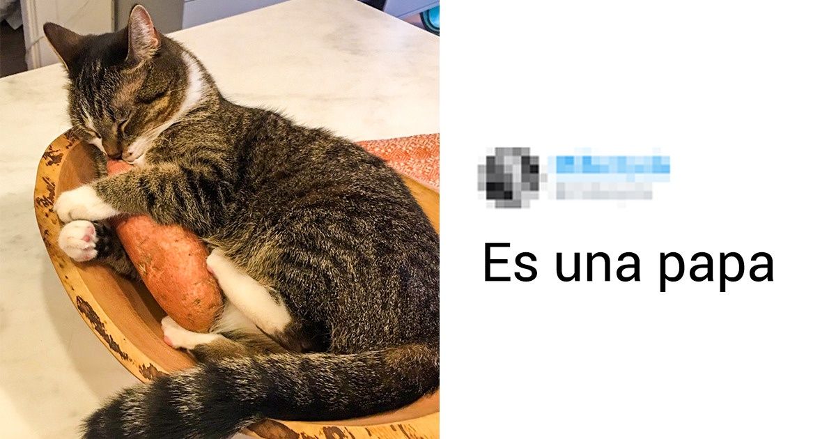 20+ Fotos reales que demuestran toda la esencia de la vida con un gato