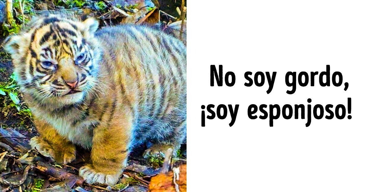 25 Fotos de crías de animales salvajes que recibieron más “me gusta” en las redes sociales que perritos y gatitos