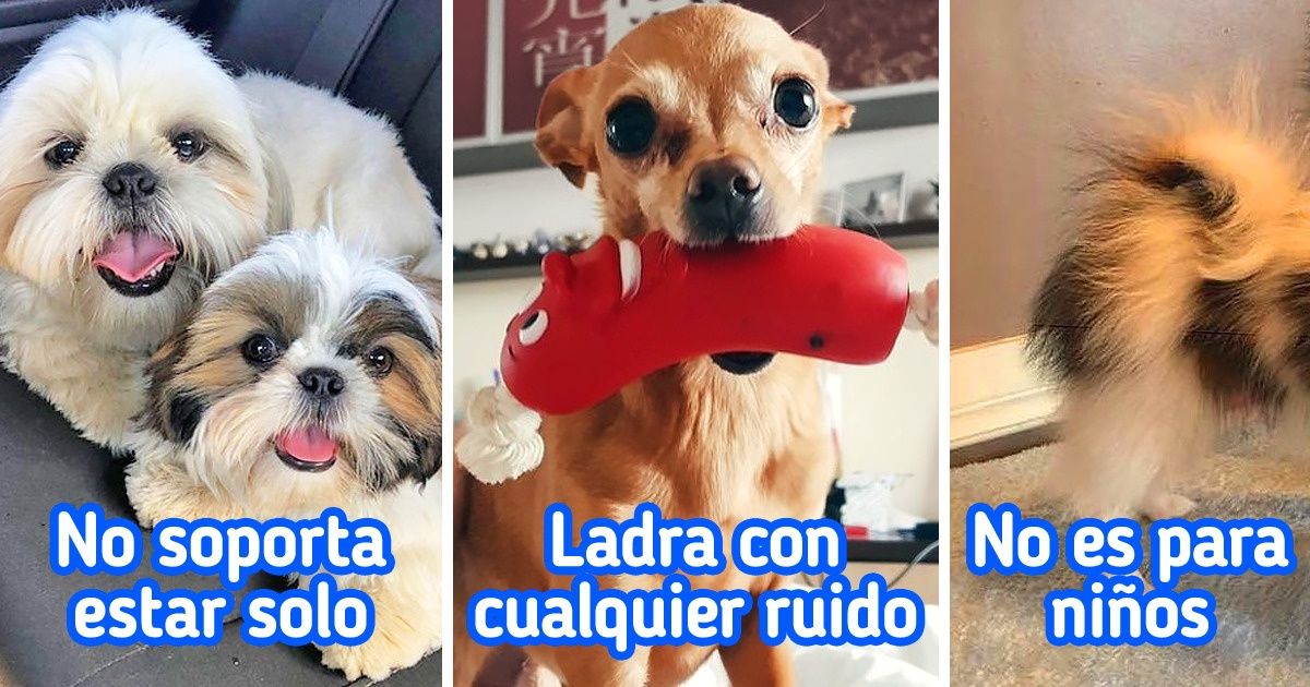 12 Razas de perros pequeños que la gente compra con tal de seguir modas y después regala debido a inconvenientes 12 Razas de perros pequeños que la gente compra con tal de seguir modas y después regala debido a inconvenientes