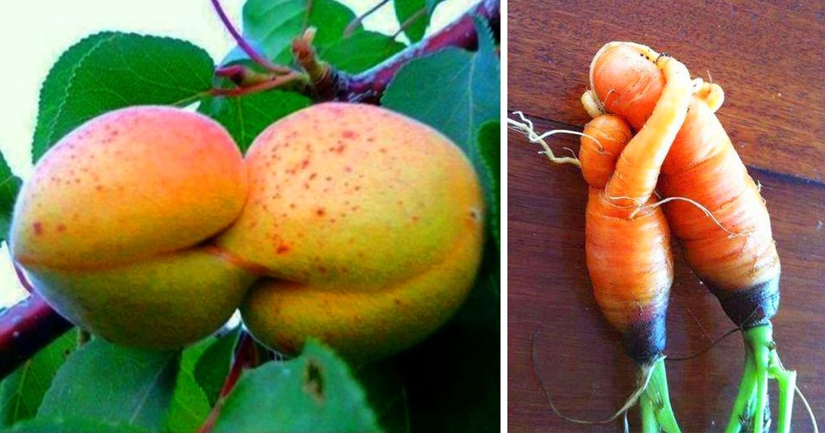 20+ Frutas y verduras que parecen haber cobrado vida
