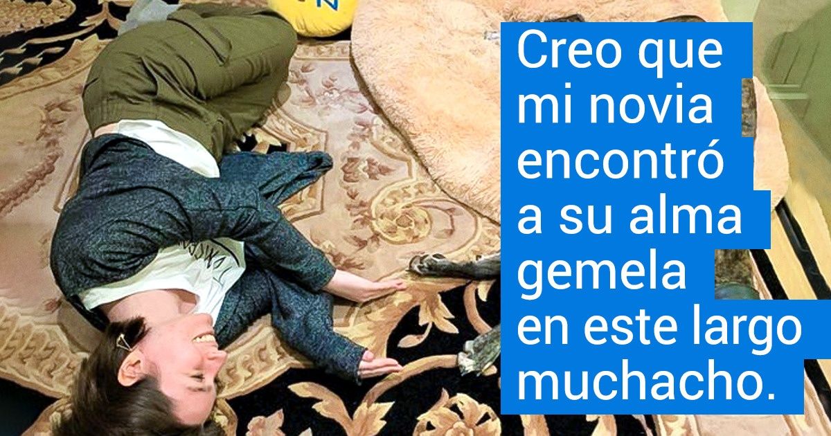 19 Galgos a los cuales la palabra “grande” les queda pequeña para describir su encanto