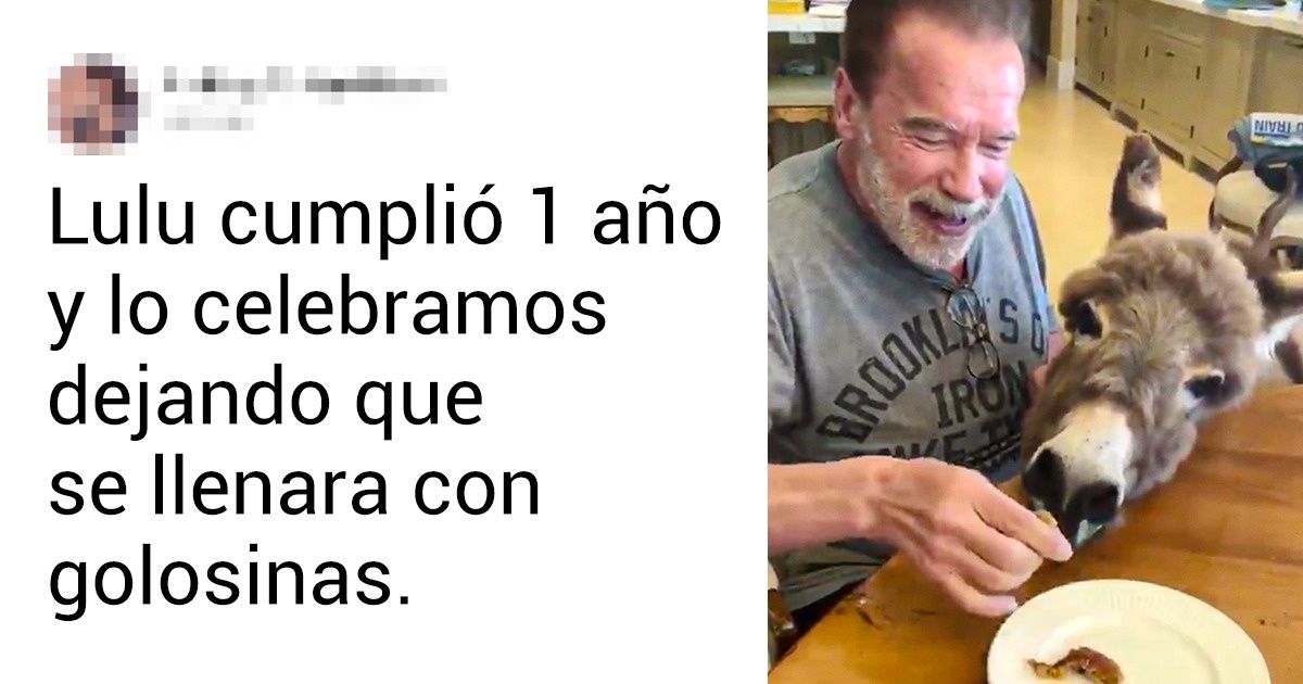 15+ Pruebas de que los burros son animales simpáticos, divertidos y expertos en alegrarnos los días 15+ Pruebas de que los burros son animales simpáticos, divertidos y expertos en alegrarnos los días
