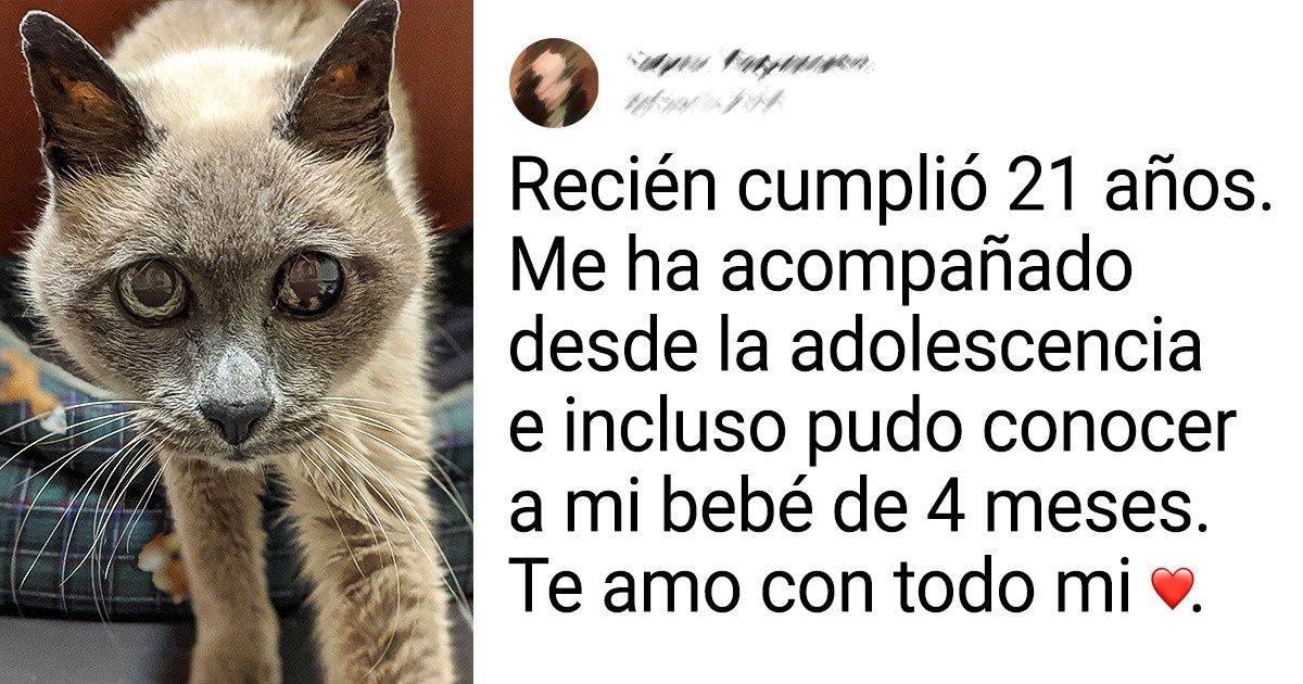 20 Mascotas viejitas cuya edad solo es proporcional al amor que les dan a sus humanos 20 Mascotas viejitas cuya edad solo es proporcional al amor que les dan a sus humanos