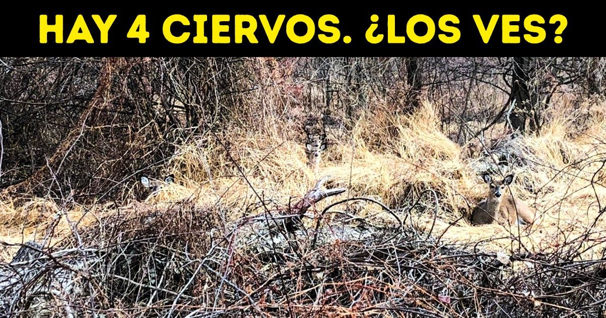 Encontraste los animales escondidos en las imágenes? - CGTN en Español