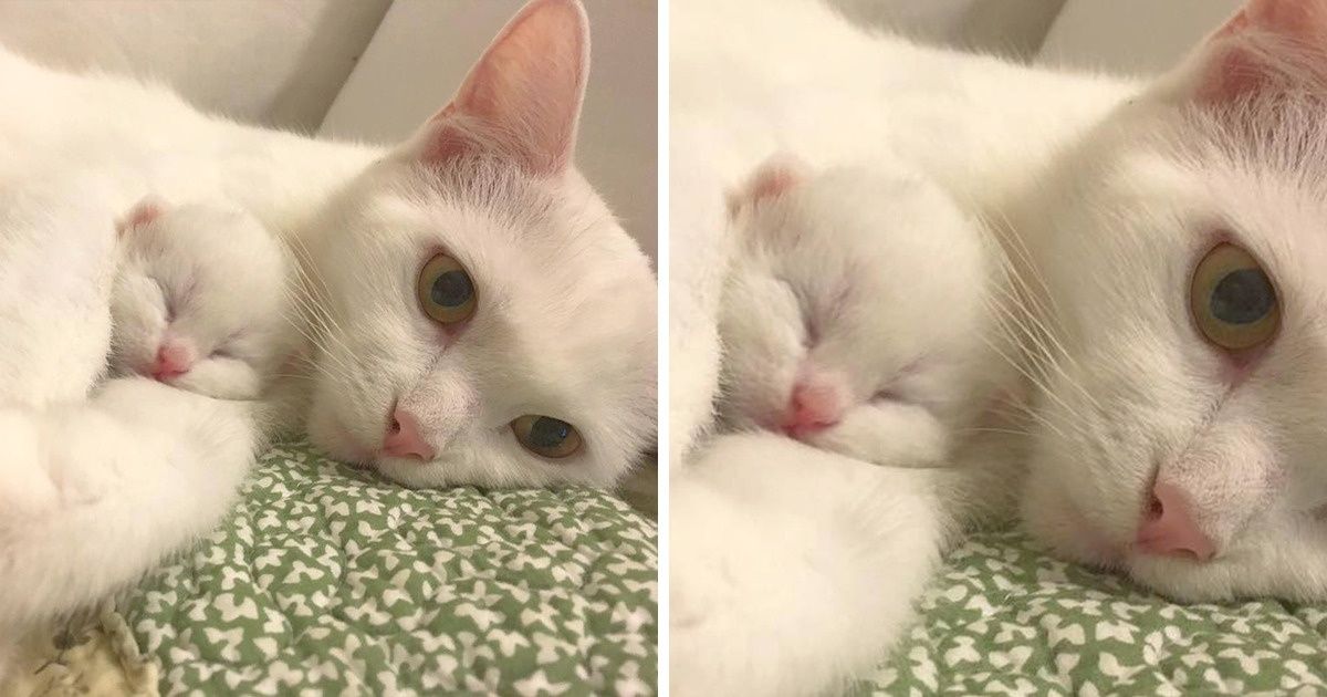 19 Fotos que demuestran que las mamás siempre serán mamás, porque así es como funciona la naturaleza