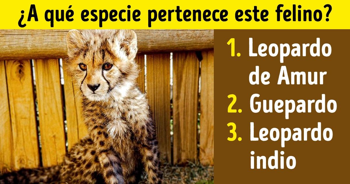 Test: Pon a prueba tus conocimientos sobre felinos y adivina el nombre de cada especie Test: Pon a prueba tus conocimientos sobre felinos y adivina el nombre de cada especie