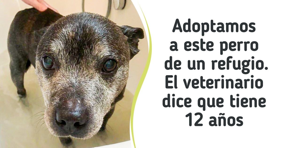 18 Animalitos que esperaban la vejez en un refugio, pero la suerte les sonrió 18 Animalitos que esperaban la vejez en un refugio, pero la suerte les sonrió