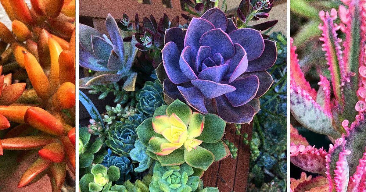 25 Plantas suculentas nos demuestran que pueden ser la mejor manera de darle color a la vida (y un bono sobre sus cuidados) 25 Plantas suculentas nos demuestran que pueden ser la mejor manera de darle color a la vida (y un bono sobre sus cuidados)