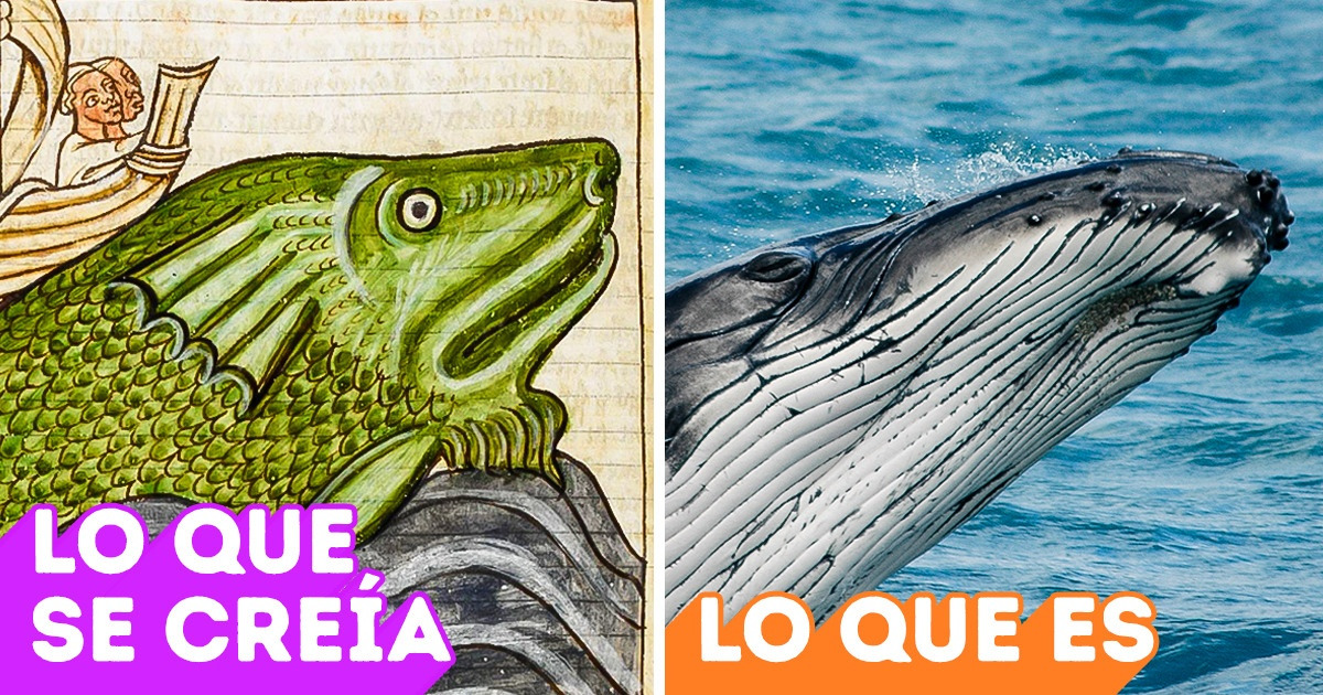 20 Animales que pocos reconocerían según sus retratos medievales