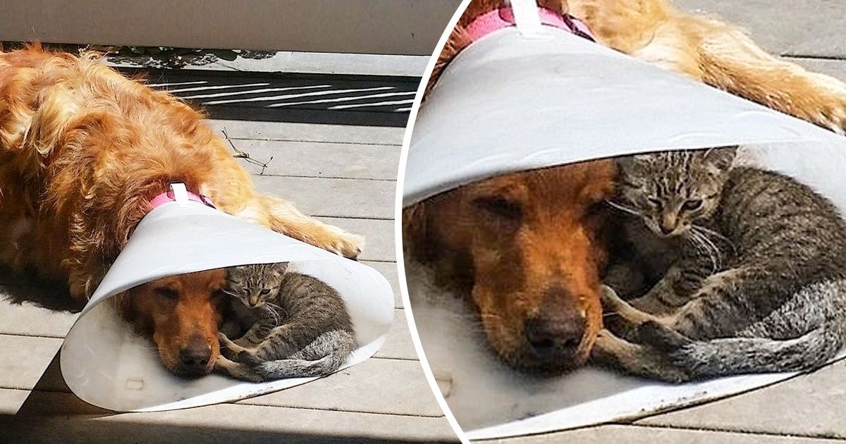 20 Mascotas que han tenido un día difícil usando el “cono de la vergüenza” 20 Mascotas que han tenido un día difícil usando el “cono de la vergüenza”