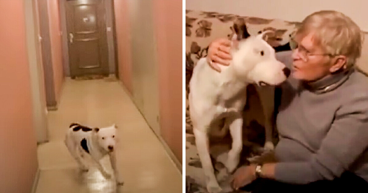 Cómo el instinto de un pitbull le salvó la vida a una anciana Cómo el instinto de un pitbull le salvó la vida a una anciana