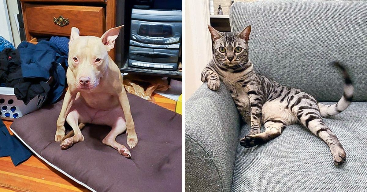 20 Mascotas que se sientan como quieren, sin importar qué tan extraño puede resultar para los demás
