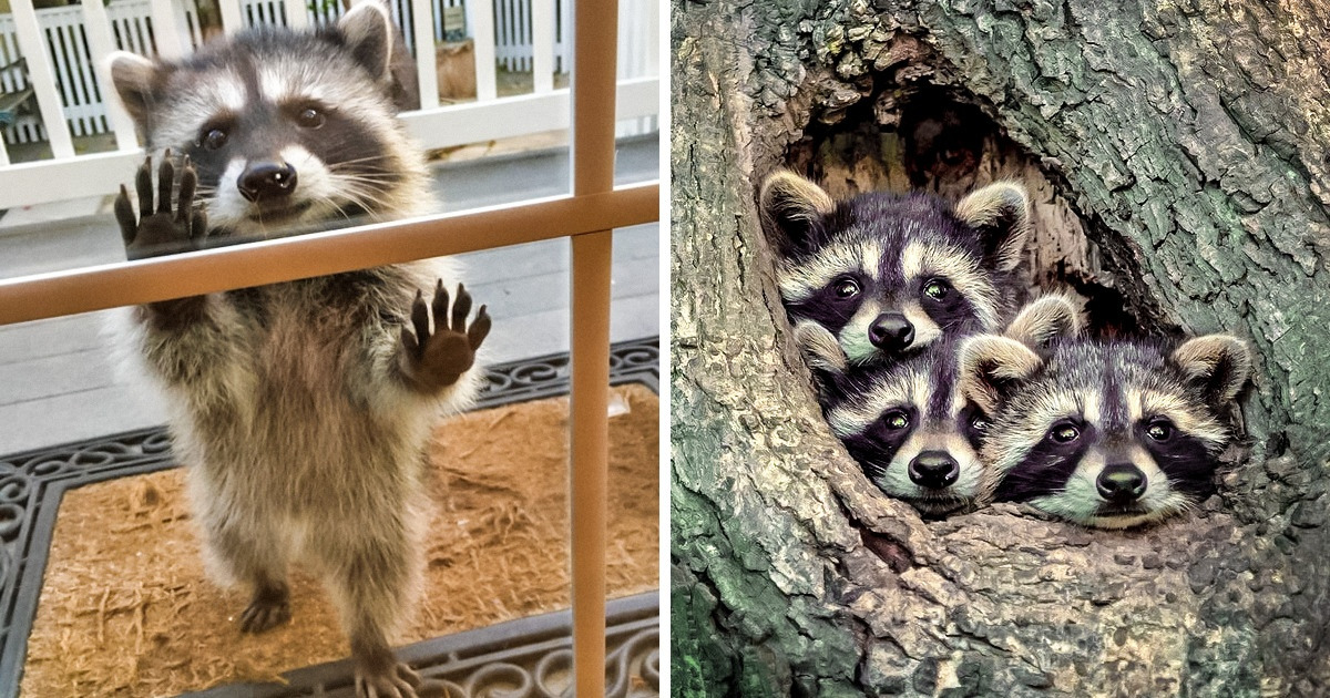 20 Pruebas de que los mapaches son seres super carismáticos 20 Pruebas de que los mapaches son seres super carismáticos