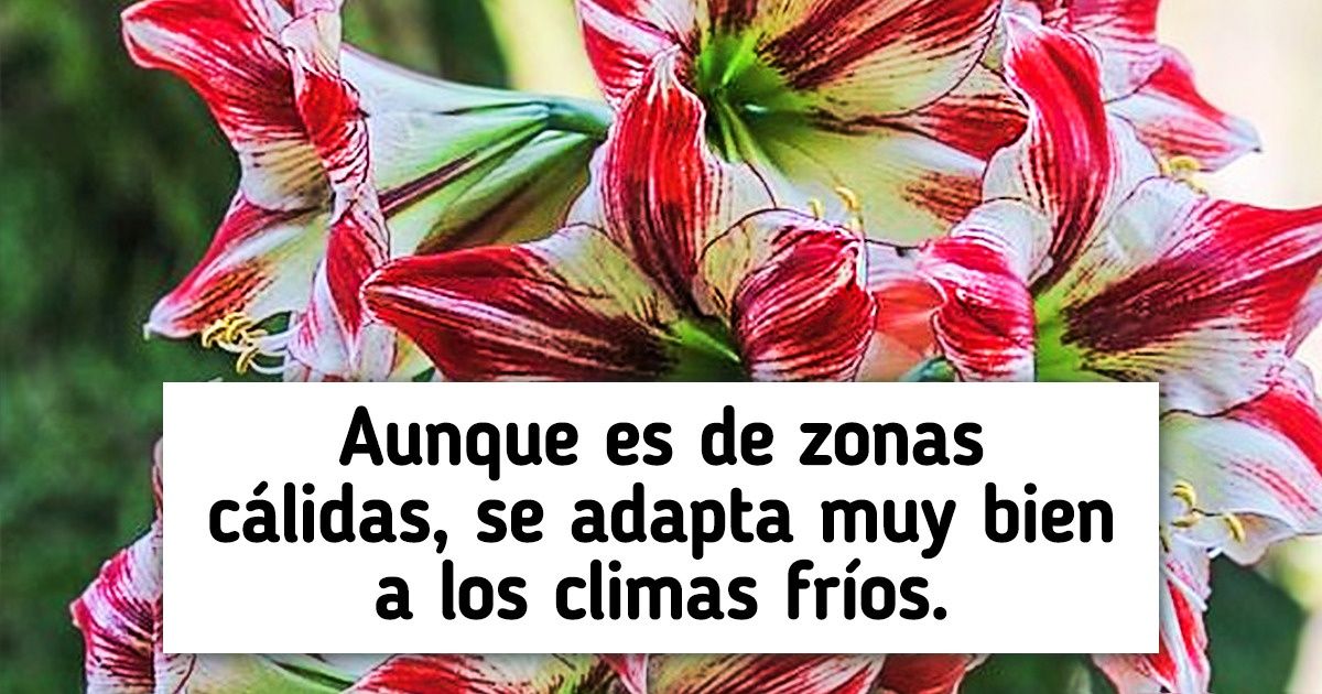 12 Plantas que probablemente no sabías que se ven hermosas durante el invierno 12 Plantas que probablemente no sabías que se ven hermosas durante el invierno
