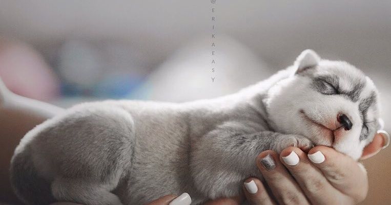 Una chica rusa toma fotos de sus perros husky, y el resultado es tan lindo que también querrás uno