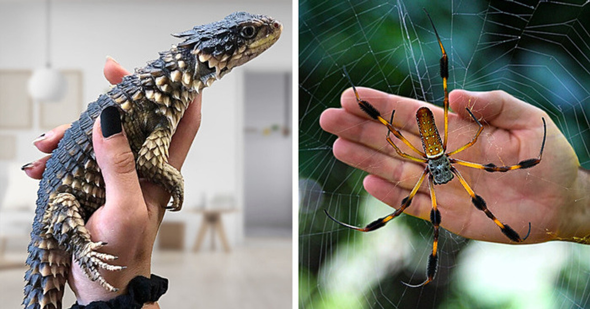 Las 11 mascotas más locas que la gente realmente tiene Las 11 mascotas más locas que la gente realmente tiene