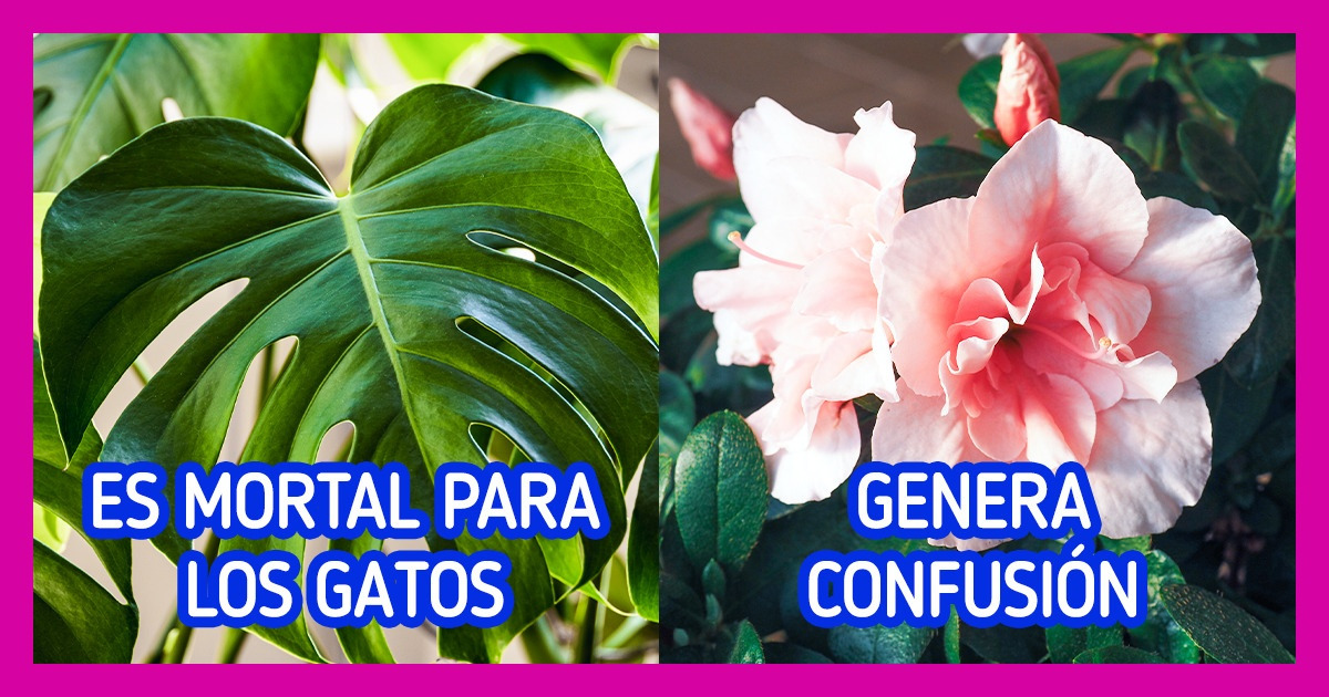8 Plantas cuya belleza parece una verdadera trampa que nos tendió la naturaleza