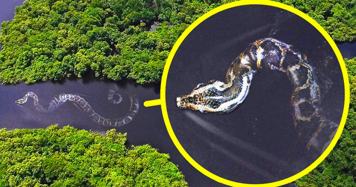 La serpiente más pesada del mundo más otros 17 monstruos del Amazonas