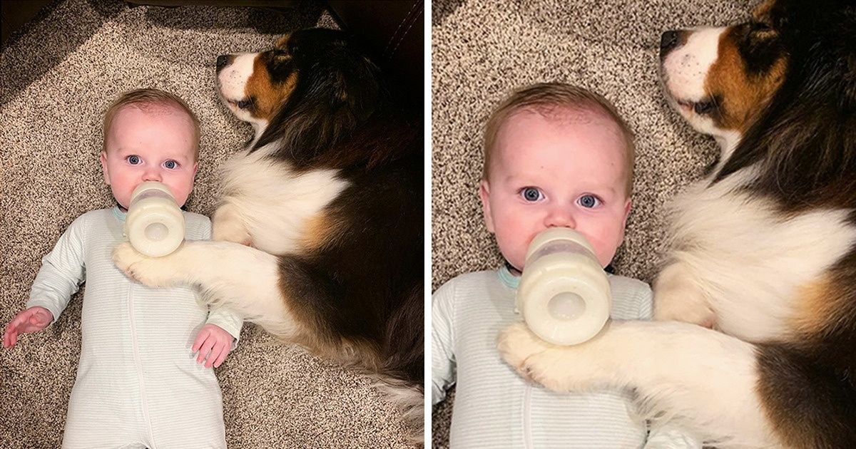 Perrito sabe cómo alimentar con biberón, hacer la cama y ayudar a sus dueños en una granja Perrito sabe cómo alimentar con biberón, hacer la cama y ayudar a sus dueños en una granja