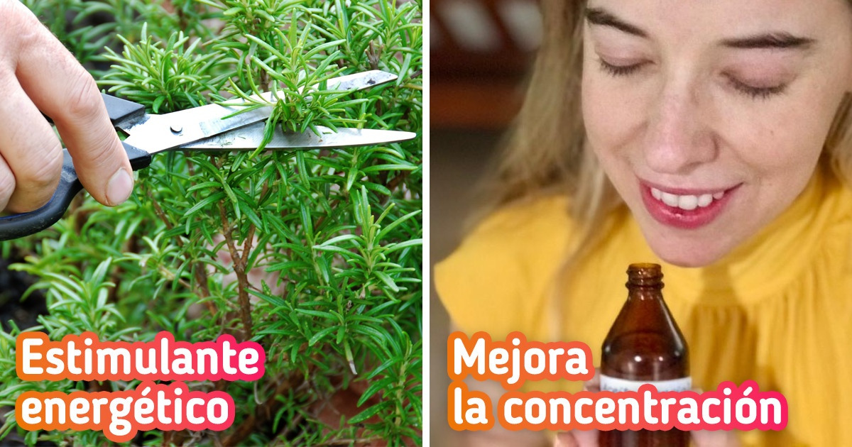 8 Beneficios Aprobados Del Romero Que Podrías Sumar A Tu Rutina De ...