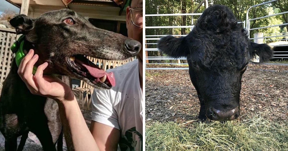 20+ Fotos de animales que son un verdadero enigma para nuestro cerebro 20+ Fotos de animales que son un verdadero enigma para nuestro cerebro