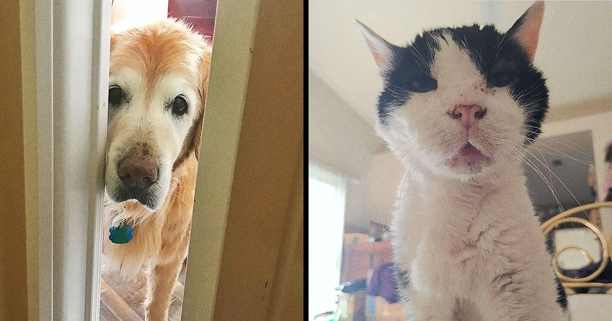 20+ Mascotas mayores de edad que siguen robándose nuestro corazón con cada día que pasa