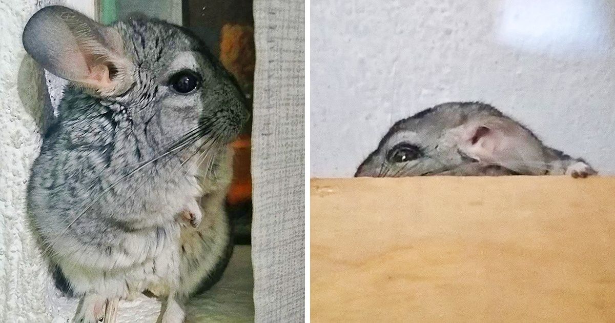 18 Lectores de Genial compartieron fotos de sus tímidas mascotas, y solo queremos darles un abrazo 18 Lectores de Genial compartieron fotos de sus tímidas mascotas, y solo queremos darles un abrazo