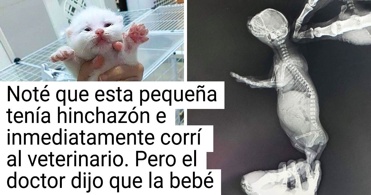 18 Personas que no solo obtuvieron una mascota, sino también un punzante dolor de cabeza 18 Personas que no solo obtuvieron una mascota, sino también un punzante dolor de cabeza