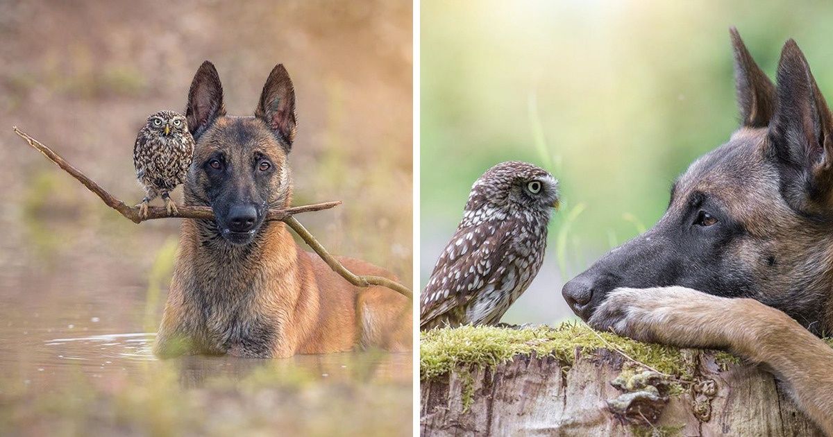 Un pequeño búho es adoptado por un perro enorme creando un vínculo cargado de amor