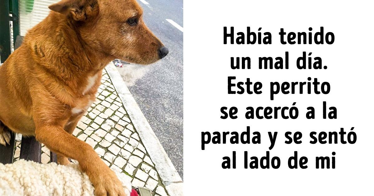 25+ Fotos con animalitos que calentarán el alma incluso en el día más frío