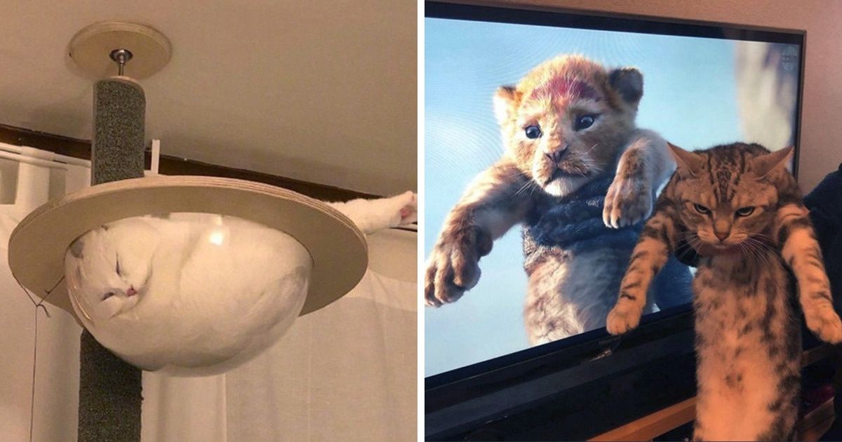 20 Gatos peculiares que saben cómo entretener a este mundo