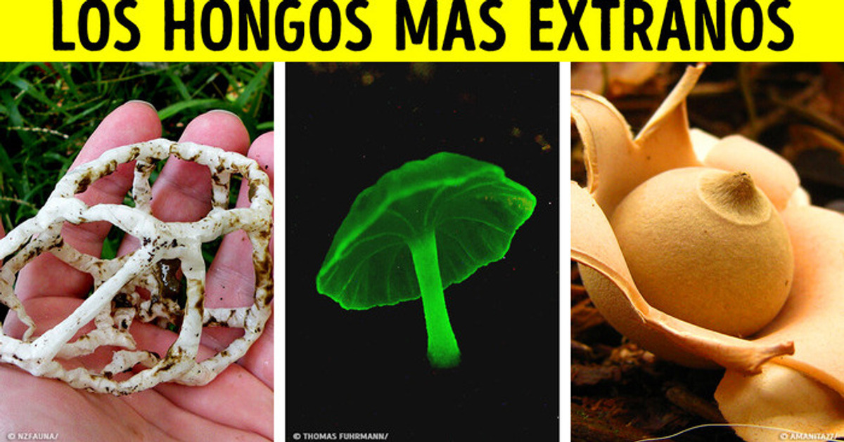 Los hongos son mucho más de lo que piensas