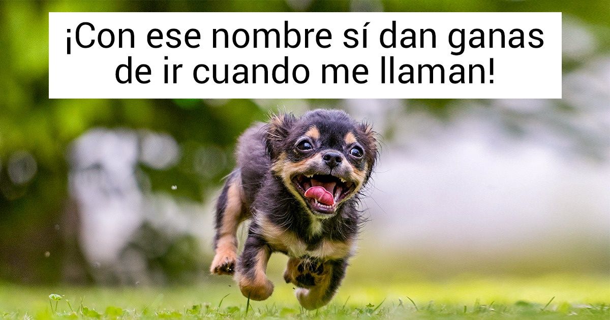 30 Nombres Para Perro Que Significan Amigo