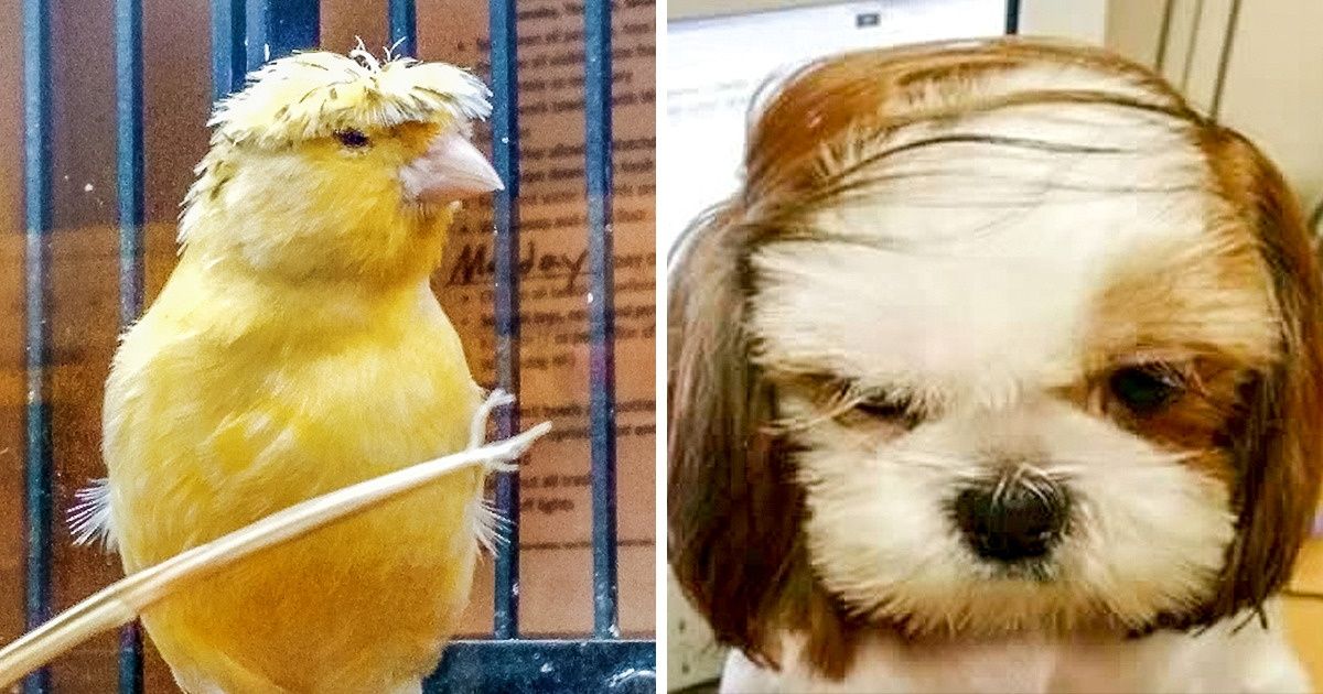 22 Animales que están teniendo un mal día con su cabello