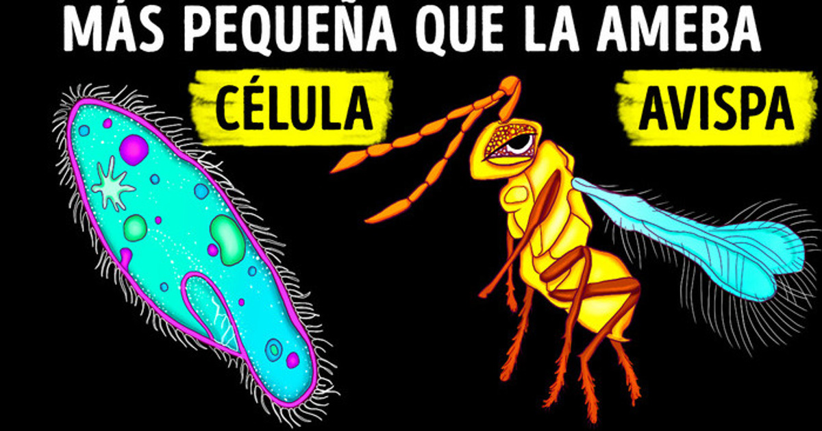 Cosas nuevas que he gugleado hoy sobre los animales