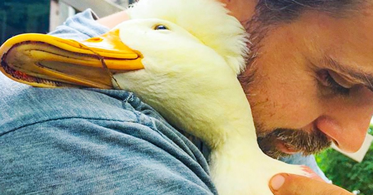 Estas fotografías de adorables animales derretirán el corazón de todos