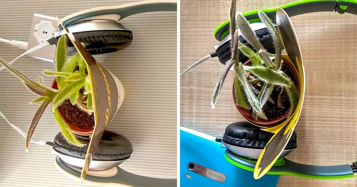 Durante dos meses humillamos una planta y elogiamos a otra, ahora te compartimos los resultados