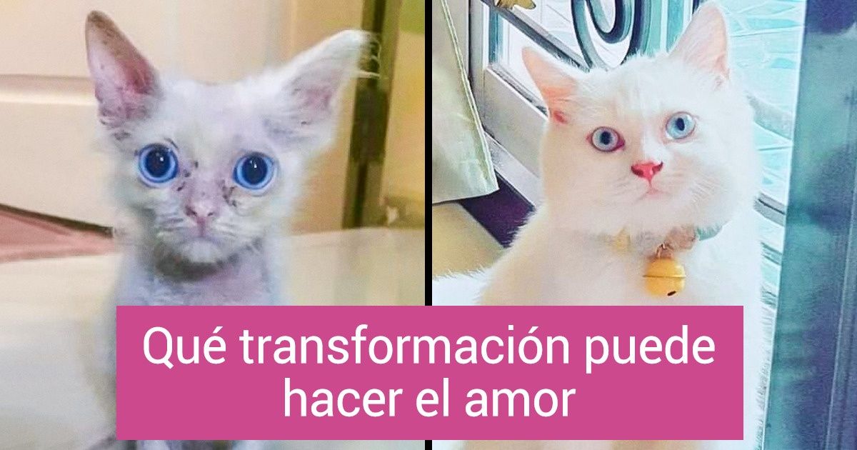 18 Animalitos que ahora tienen un hogar, y las emociones en sus rostros son más fuertes que cualquier palabra