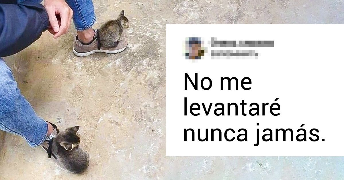18 Mascotas descaradas a las que nadie les dijo que en casa mandan los humanos 18 Mascotas descaradas a las que nadie les dijo que en casa mandan los humanos