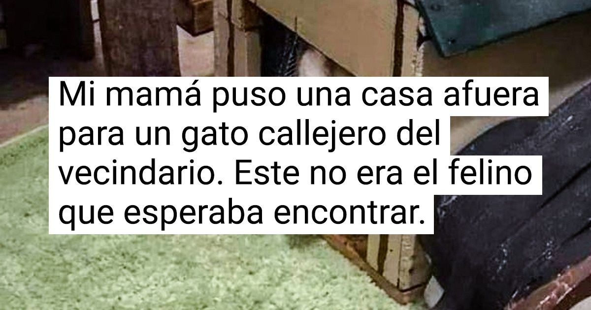 15 Animales intrusos que aparecen en el lugar menos pensado y nos alegran el día 15 Animales intrusos que aparecen en el lugar menos pensado y nos alegran el día