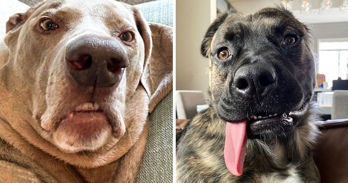 20 Perros que no pueden jactarse de ser “fotogénicos”, aunque lo intenten