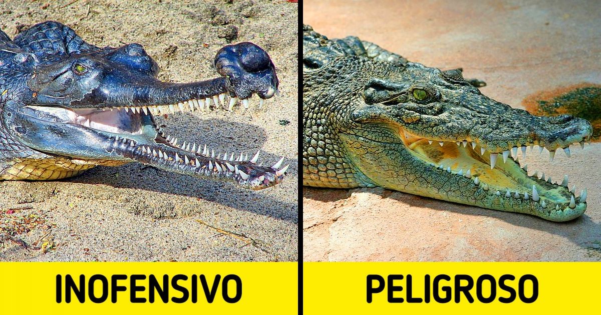 14 Animales a los que solemos temer, pero que en realidad no son tan peligrosos