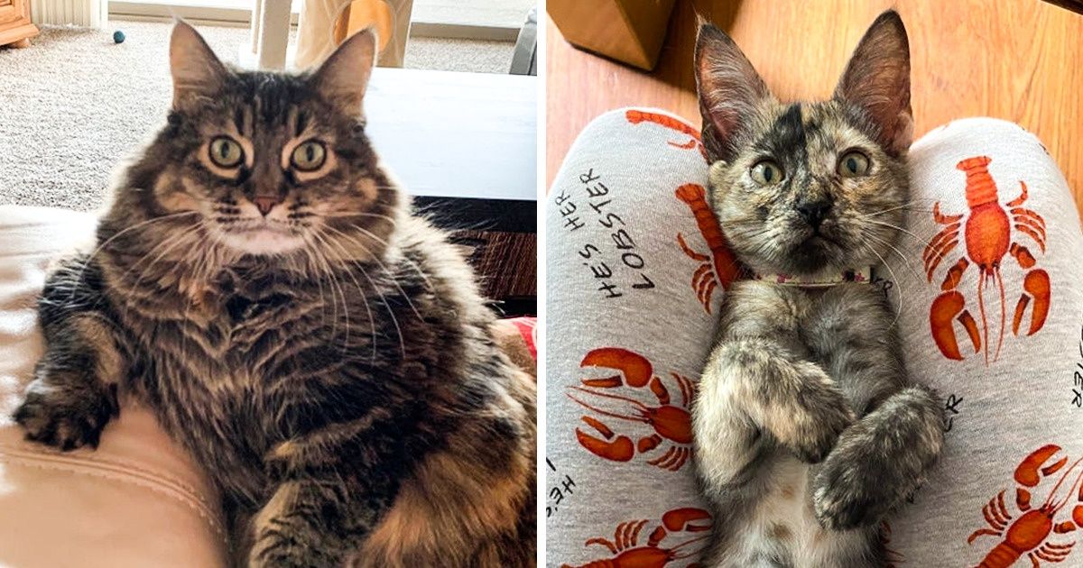 20 Gatos mimados que no podrían dudar del amor de sus dueños