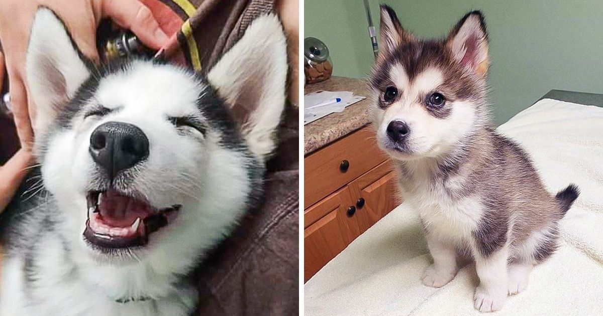 20 Huskies que fácilmente demuestran la belleza impecable y personalidad gentil propias de su raza 20 Huskies que fácilmente demuestran la belleza impecable y personalidad gentil propias de su raza