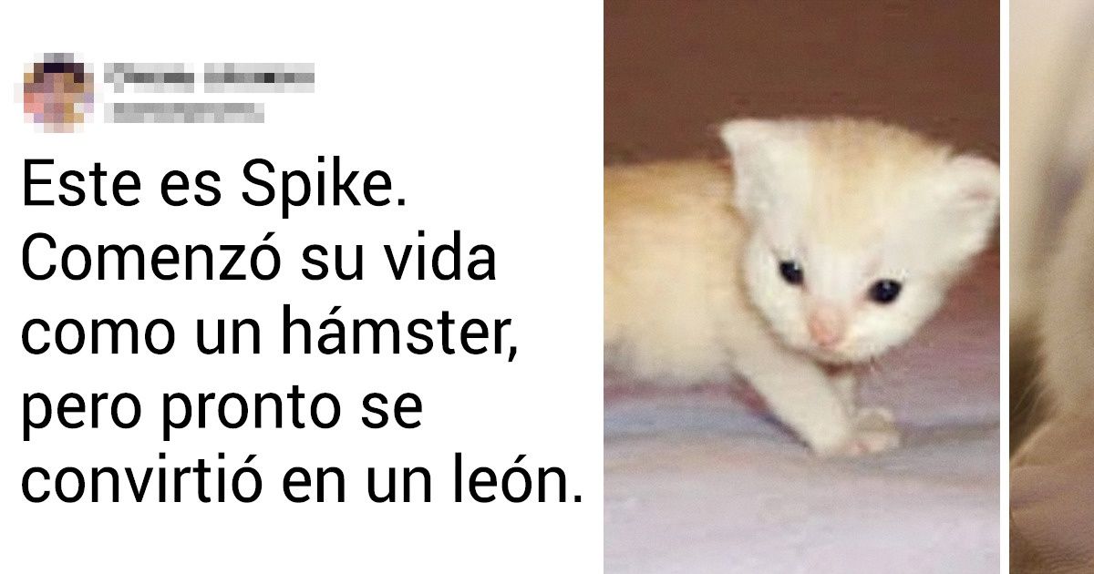 20+ Gatitos y cachorros que con el paso del tiempo ganaron kilos de osadía y encanto 20+ Gatitos y cachorros que con el paso del tiempo ganaron kilos de osadía y encanto
