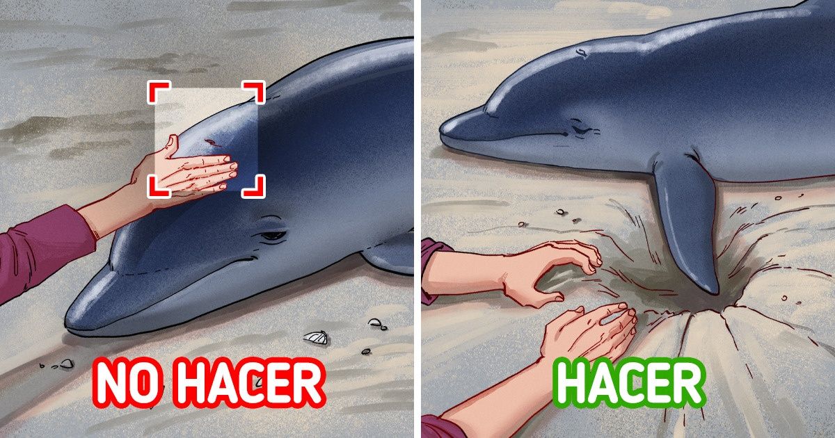 Pasos cruciales para poder salvar estos 7 tipos de animales heridos Pasos cruciales para poder salvar estos 7 tipos de animales heridos