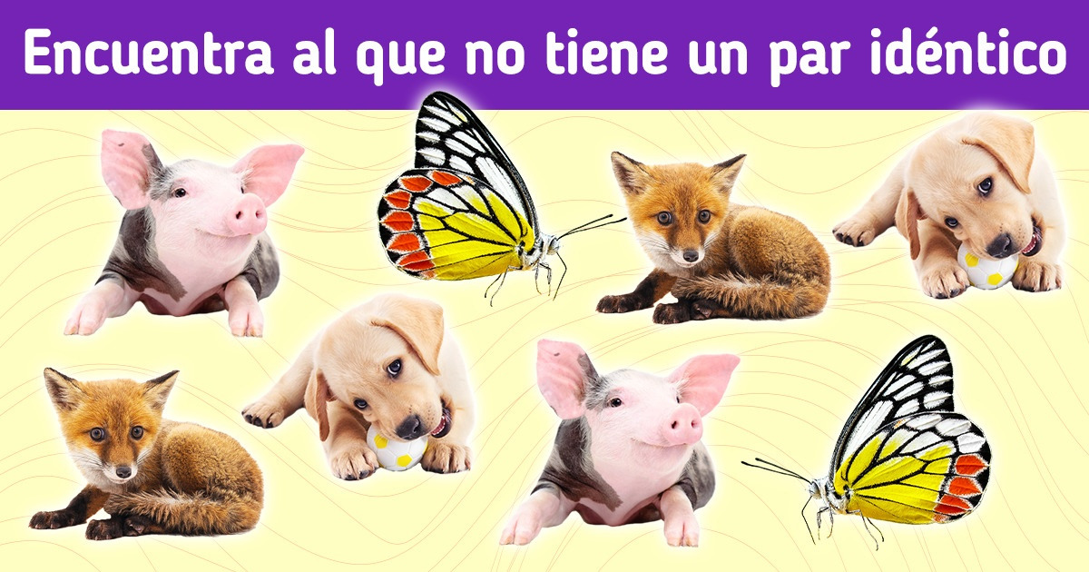 Test: Prueba tu atención a los detalles y encuentra el animal distinto que no todos pueden hallar