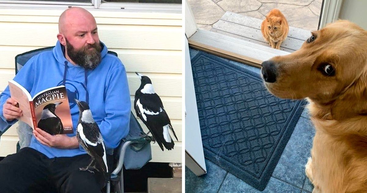 15+ Animales que nos enseñan que, cuando se trata de amistad, la especie es lo de menos