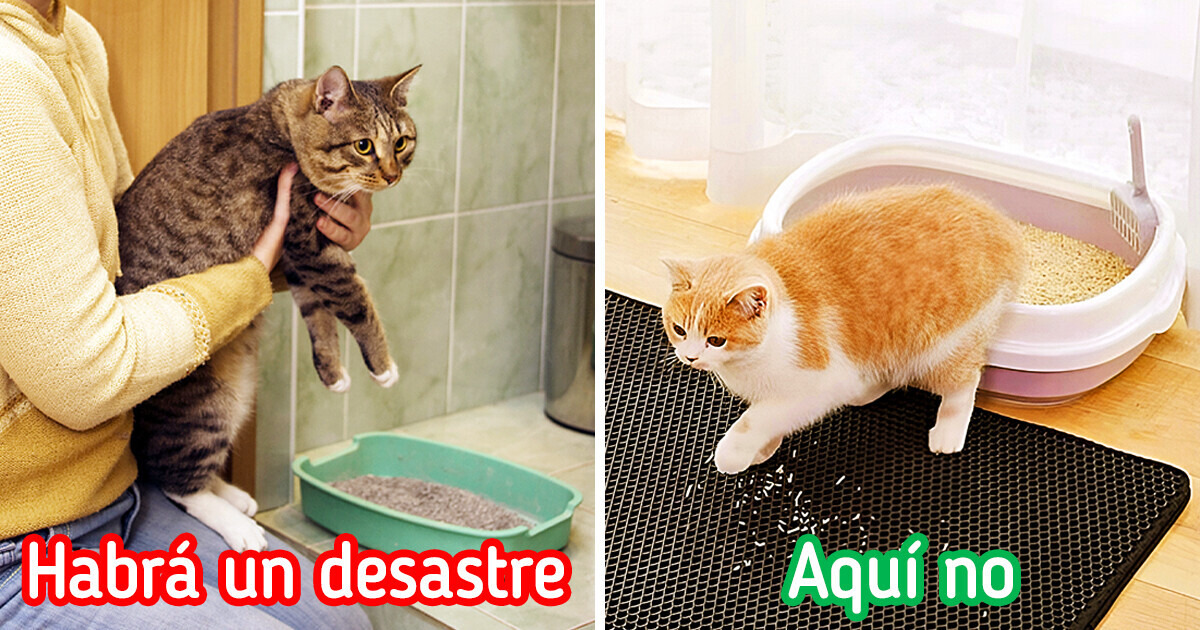 11 Objetos para mascotas en las que los dueños siempre escatiman dinero, pero en vano: hacen la vida mucho más fácil
