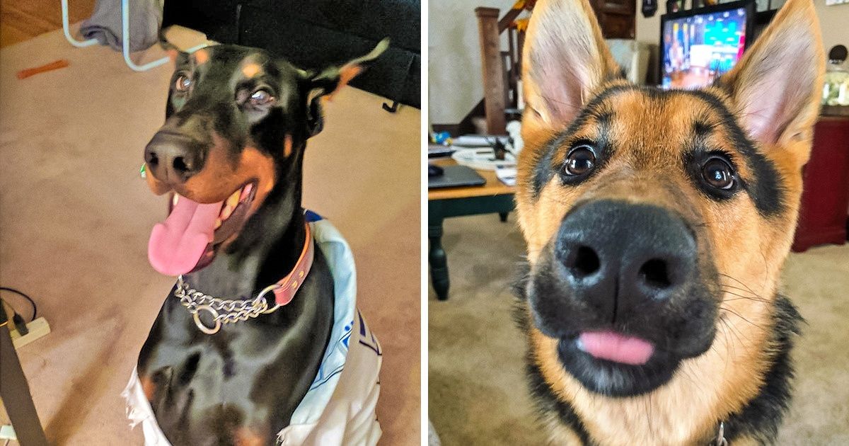 Según un estudio, estas son las razas de perros más inteligentes Según un estudio, estas son las razas de perros más inteligentes